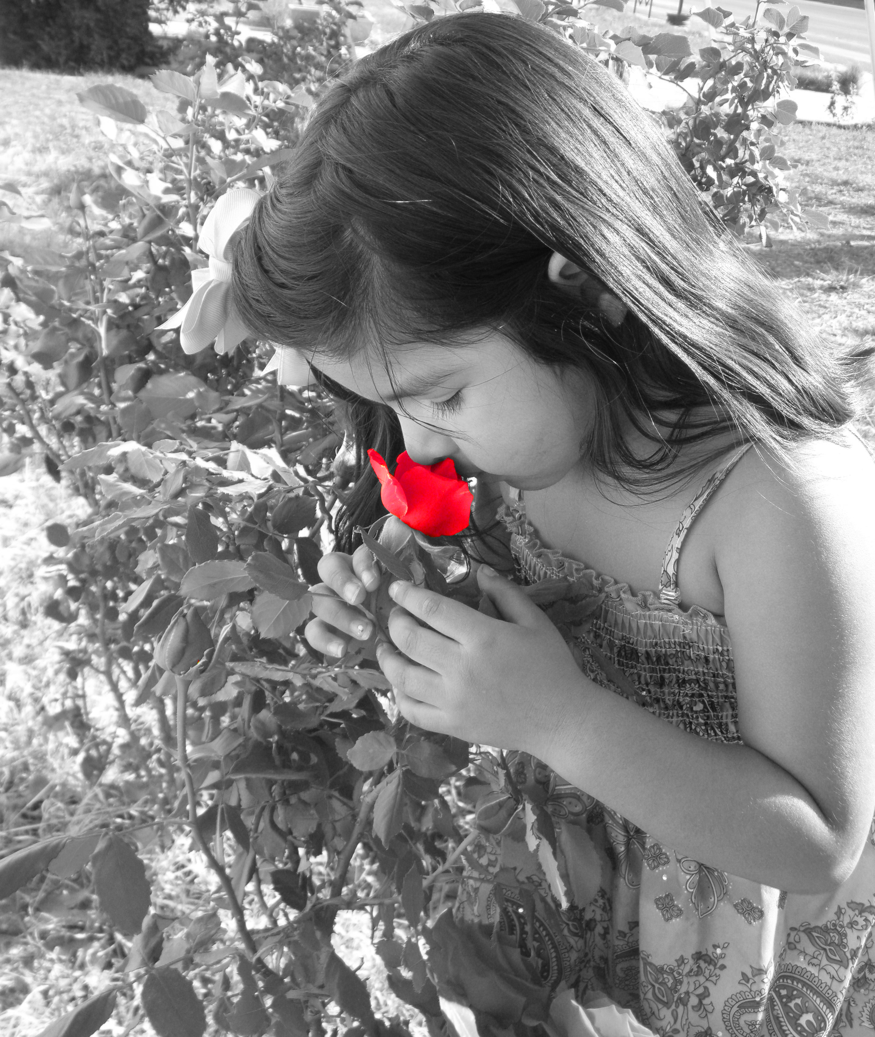 Red Rose